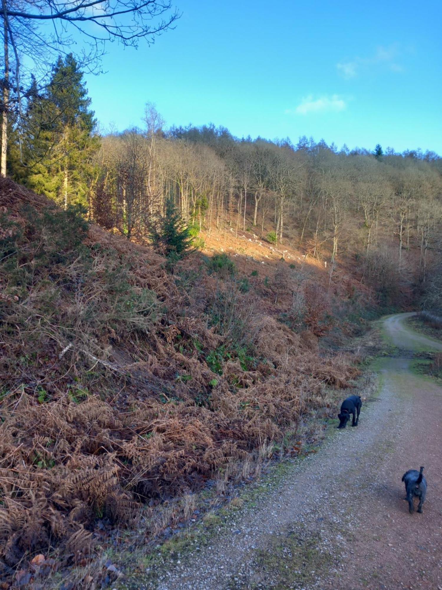 The Bungalow, Forest Of Dean Coleford  Exteriör bild