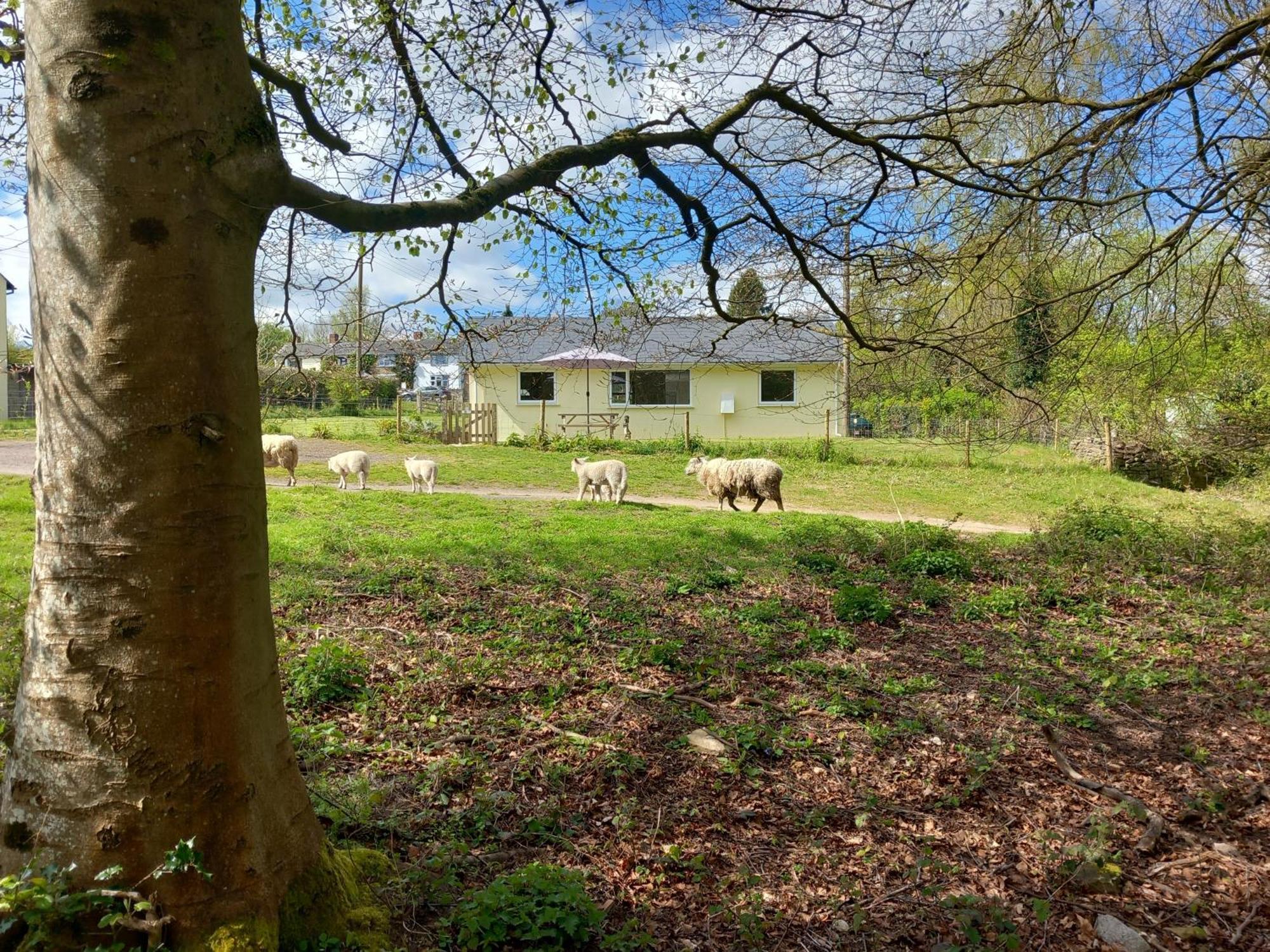 The Bungalow, Forest Of Dean Coleford  Exteriör bild