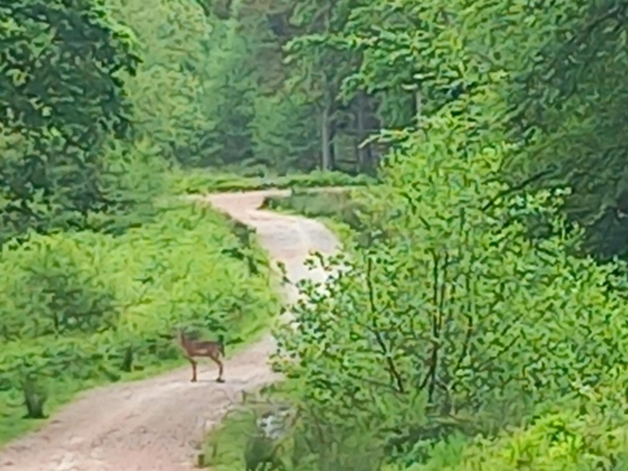 The Bungalow, Forest Of Dean Coleford  Exteriör bild